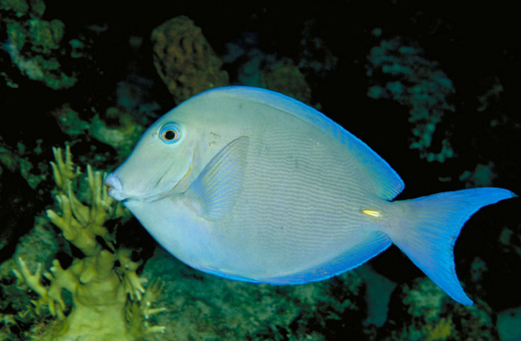 Acanthurus blochii